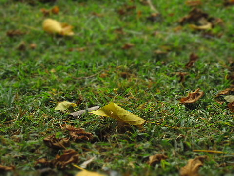 Picture_133 at park near in my town grass