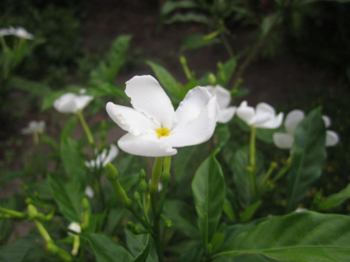 Crape Jasmine my mother&#039;s flower Tabernaemontana divaricata