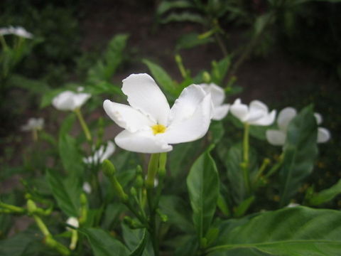 Crape Jasmine my mother's flower Tabernaemontana divaricata