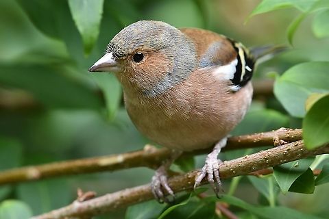 Chaffinch Male chaffinch close up. Common chaffinch,Fringilla coelebs