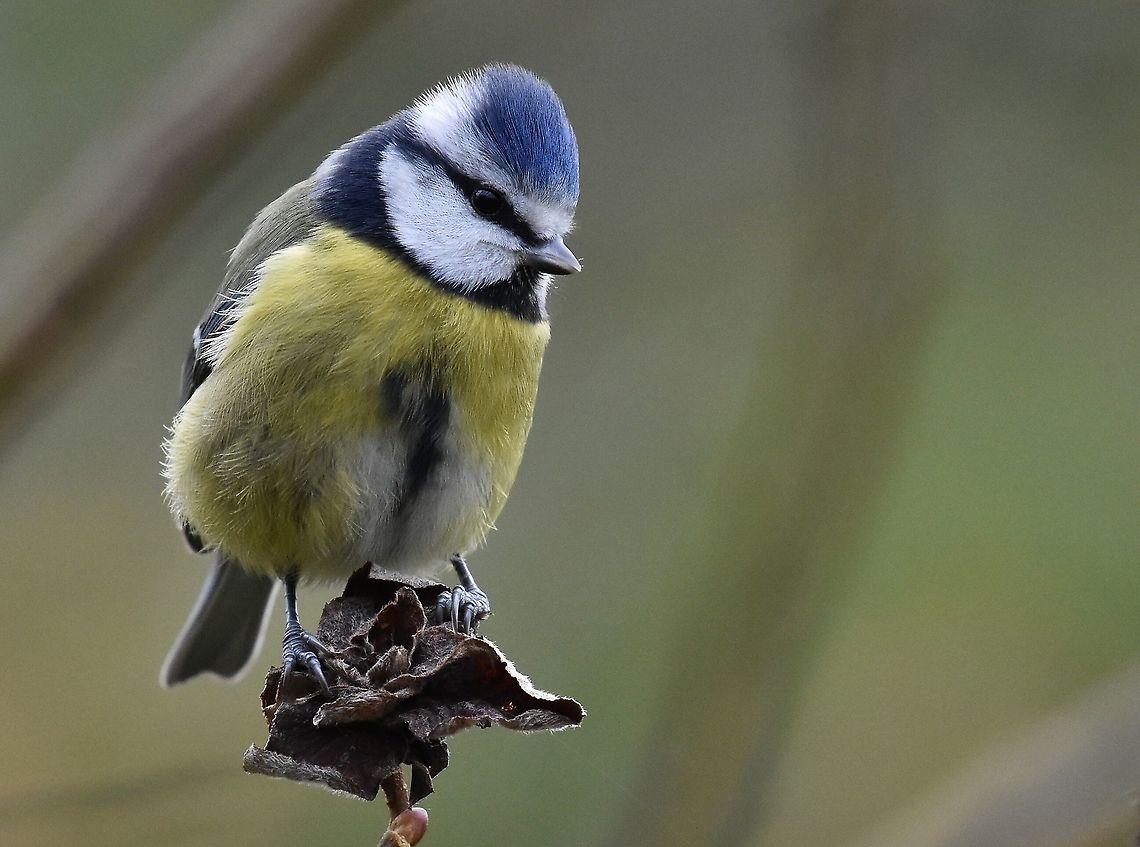 Blue Tit Blue Tit on dried flower head.<br />
Taken in woodland,Combe Martin,North Devon. Cyanistes caeruleus,Eurasian blue tit