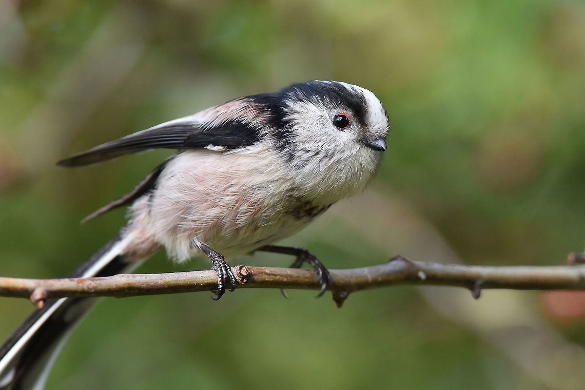 Long Tailed Tit Droitwich,Worcestershire,UK Aegithalos caudatus,Long-tailed tit