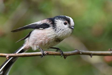 Long Tailed Tit Droitwich,Worcestershire,UK Aegithalos caudatus,Long-tailed tit