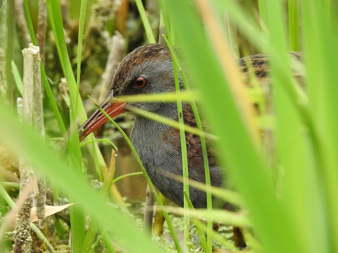 Water Rail Searching the reed beds. Rallus aquaticus,Water Rail