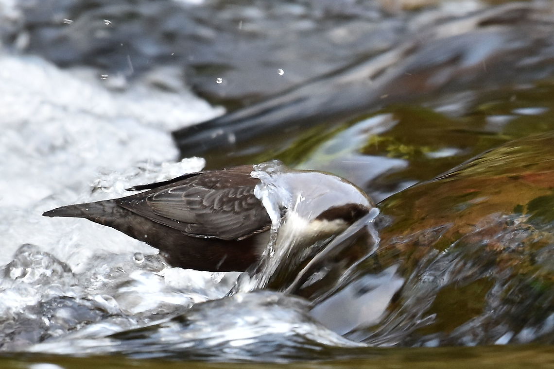 Dipper Searching the rapids for food. Cinclus cinclus,White-throated Dipper