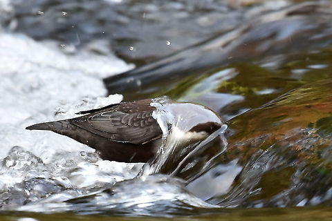 Dipper Searching the rapids for food. Cinclus cinclus,White-throated Dipper