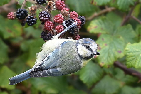 Blue Tit. Blue Tit feeding on Blackberries. Cyanistes caeruleus,Eurasian blue tit