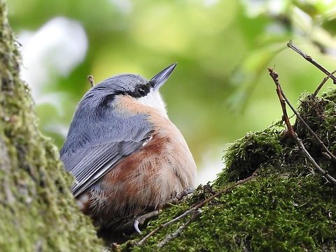Nuthatch (Sitta europaea)  Eurasian Nuthatch,Geotagged,Sitta europaea,United Kingdom