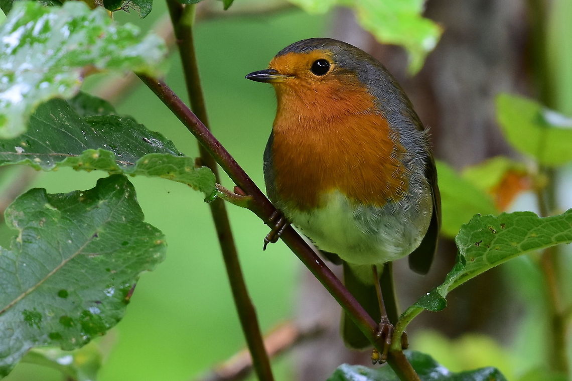 European Robin (Erithacas rubecula).  Erithacus rubecula,European robin,Geotagged,United Kingdom