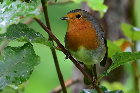 European Robin (Erithacas rubecula).  Erithacus rubecula,European robin,Geotagged,United Kingdom