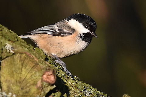 Coal Tit (Periparus ater)  Coal tit,Periparus ater