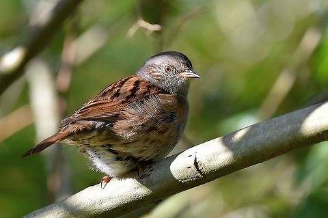 Dunnock  Dunnock,Geotagged,Prunella modularis