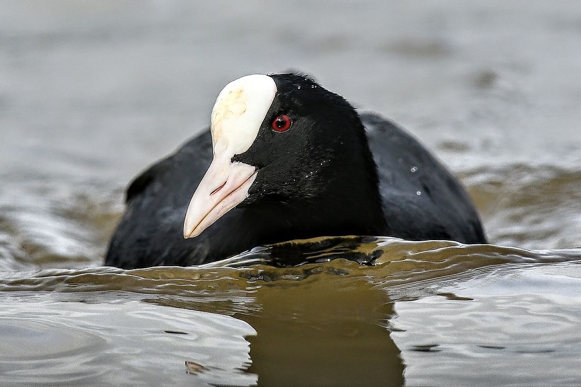 Eurasian Coot  Eurasian coot,Fulica atra,Geotagged,United Kingdom