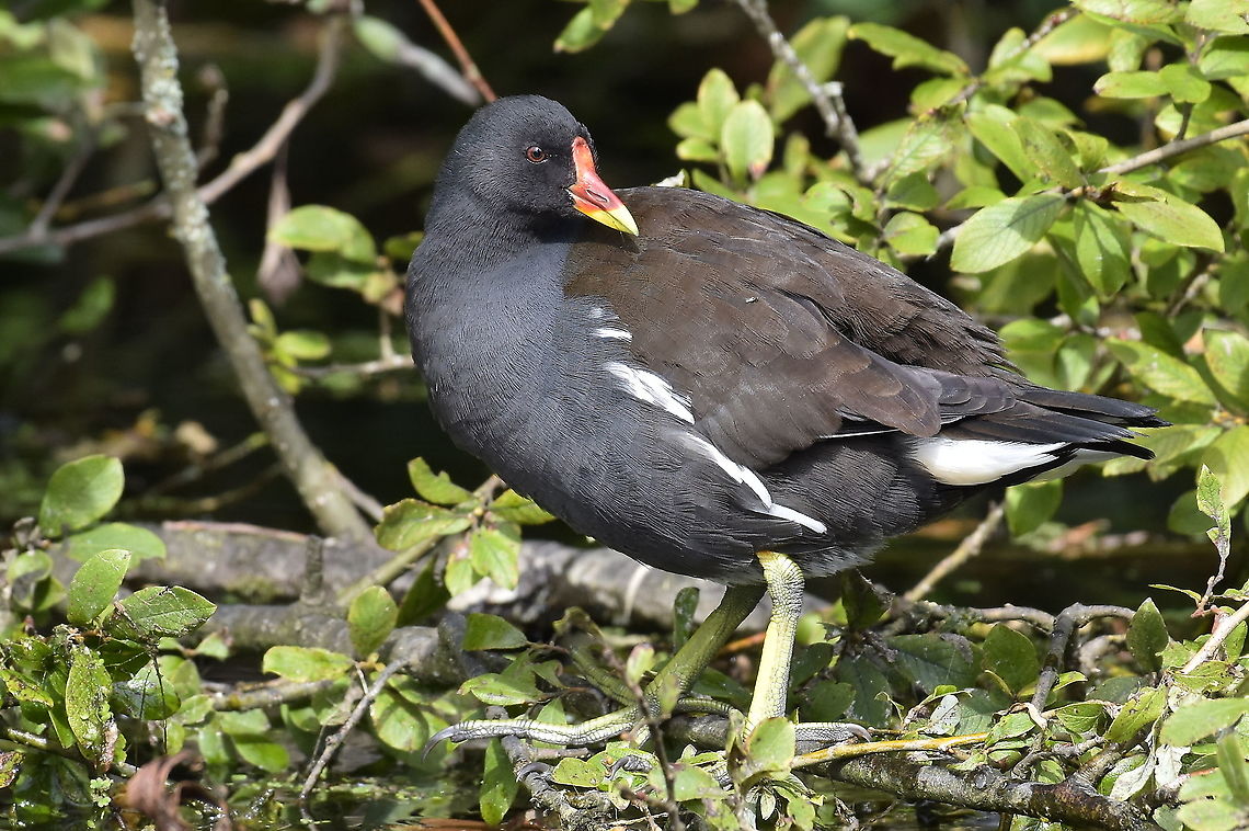 Common Moorhen. Canalside,Tiverton,Devon. Common Moorhen,Gallinula chloropus,Geotagged