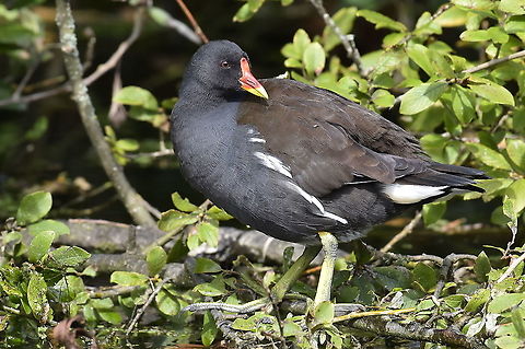 Common Moorhen. Canalside,Tiverton,Devon. Common Moorhen,Gallinula chloropus,Geotagged