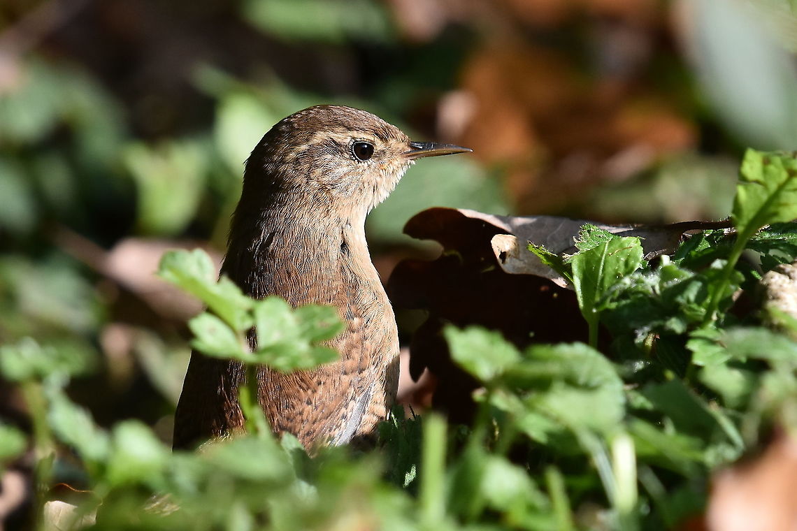 Eurasian Wren. Scanning for danger. Eurasian Wren,Geotagged,Troglodytes troglodytes,United Kingdom