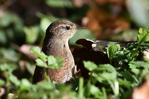 Eurasian Wren. Scanning for danger. Eurasian Wren,Geotagged,Troglodytes troglodytes,United Kingdom