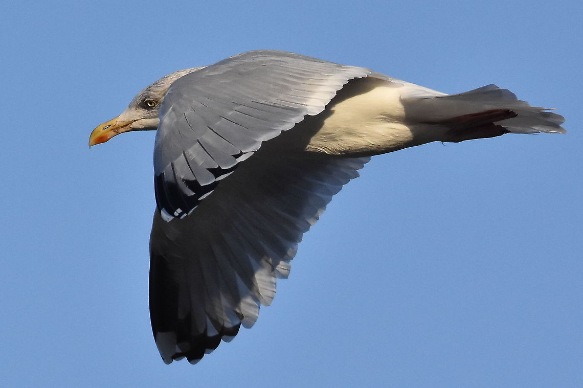 European herring gull Taken at Ilfracombe harbour,North Devon. European herring gull,Geotagged,Larus argentatus,United Kingdom