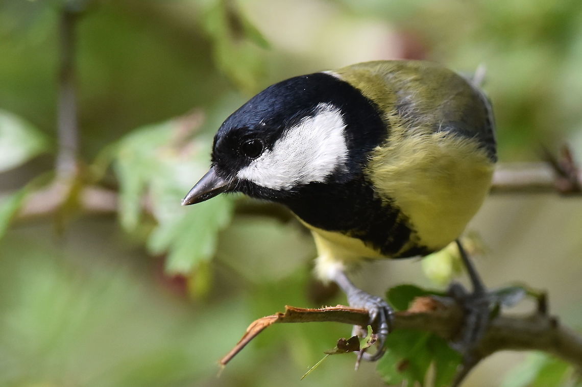 Great Tit. This is the largest Tit species in the UK. Geotagged,Great Tit,Parus major,United Kingdom