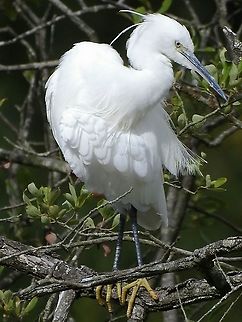 Little egret Taken at Earlswood lakes,Warwickshire,UK. Egretta garzetta,Geotagged,Little Egret,United Kingdom