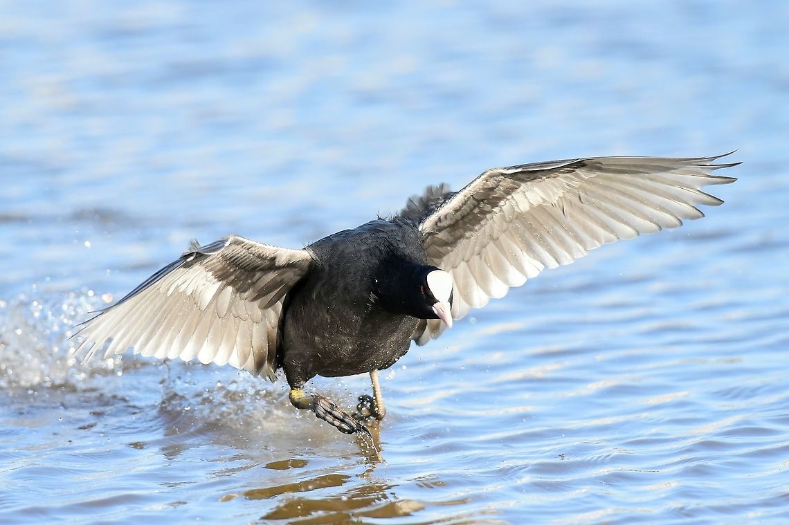 Coot. Taken at Droitwich Marina,Worcestershire,UK.This was aggressive displaying behaviour targeting any bird that encroached on this coot&#039;s territory,incuding swans. Eurasian coot,Fulica atra,Geotagged,United Kingdom