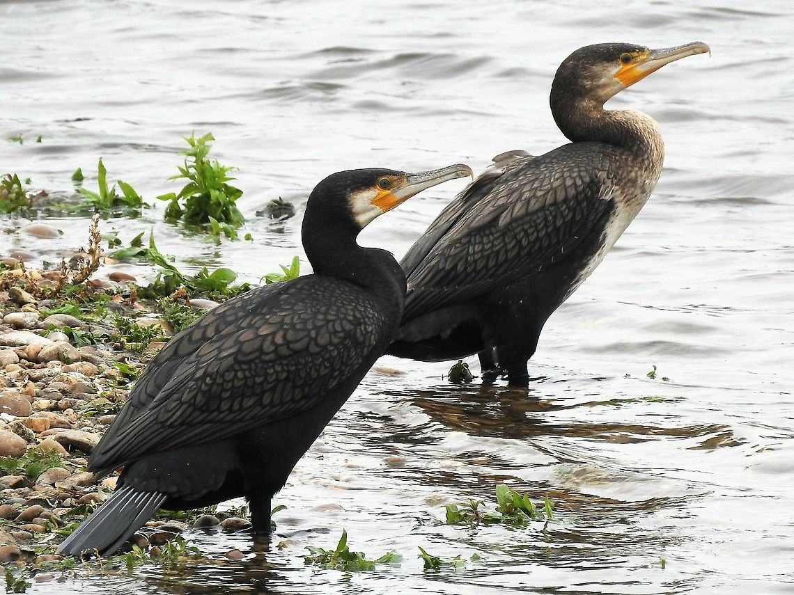 Cormorants On the edge of one of Earlswood lakes in Warwickshire,UK. Geotagged,Great Cormorant,Phalacrocorax carbo,United Kingdom