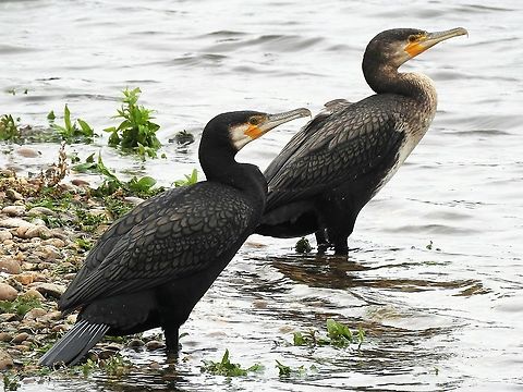 Cormorants On the edge of one of Earlswood lakes in Warwickshire,UK. Geotagged,Great Cormorant,Phalacrocorax carbo,United Kingdom
