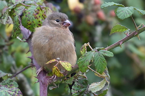 Juvenile Bullfinch Feeding on Blackberries Bullfinch,Geotagged,Pyrrhula pyrrhula,United Kingdom