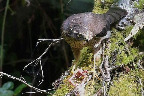Sparrowhawk This Sparrowhawk was feeding on the remains of another raptor. Accipiter nisus,Eurasian Sparrowhawk,Geotagged,United Kingdom