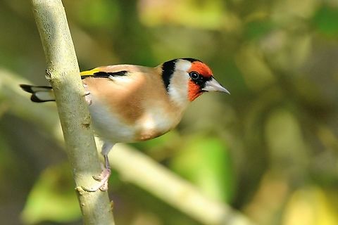 European Goldfinch Common in the UK,particularly in southern regions. Carduelis carduelis,European goldfinch,Geotagged