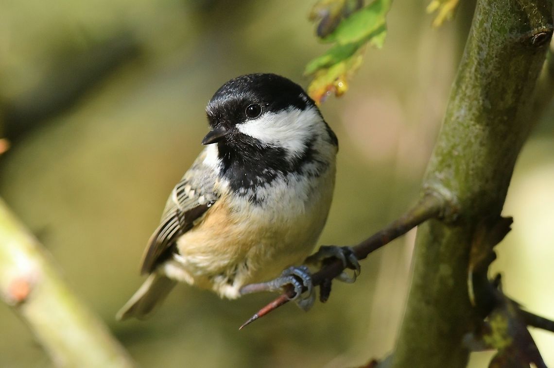 Coal Tit (Periparus ater) Coal Tit on large thorn. Coal tit,Geotagged,Periparus ater,United Kingdom