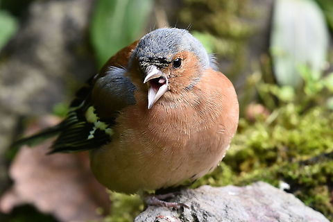 Singing Chaffinch. Chaffinch taken at Watersmeet,Lynmouth,North Devon. Common chaffinch,Fringilla coelebs,Geotagged,United Kingdom