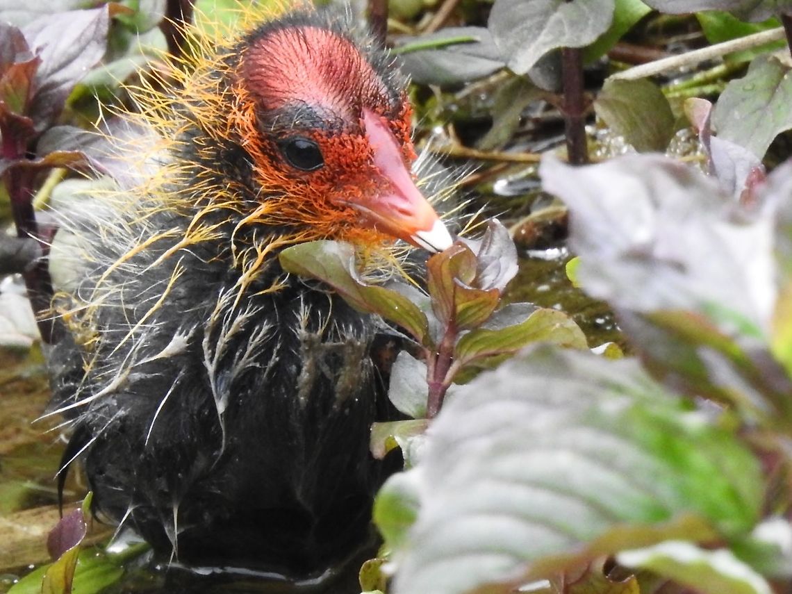 Coot chick. This Coot chick survived an attack by swans,unfortunately some of its siblings were not so lucky.This one climbed onto the canal bank and looked as though it was going to succumb to the cold.However,one of its parents stayed with the chick for nearly an hour with it tucked under its wing and it made a full recovery. Eurasian coot,Fulica atra,Geotagged,United Kingdom