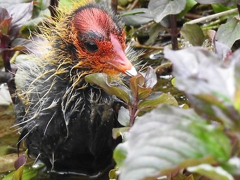 Coot chick. This Coot chick survived an attack by swans,unfortunately some of its siblings were not so lucky.This one climbed onto the canal bank and looked as though it was going to succumb to the cold.However,one of its parents stayed with the chick for nearly an hour with it tucked under its wing and it made a full recovery. Eurasian coot,Fulica atra,Geotagged,United Kingdom