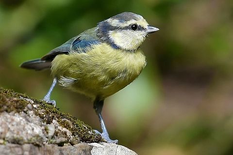 Blue Tit close up. Riverside habitat,Lynmouth,North Devon. Cyanistes caeruleus,Eurasion blue tit,Geotagged,United Kingdom