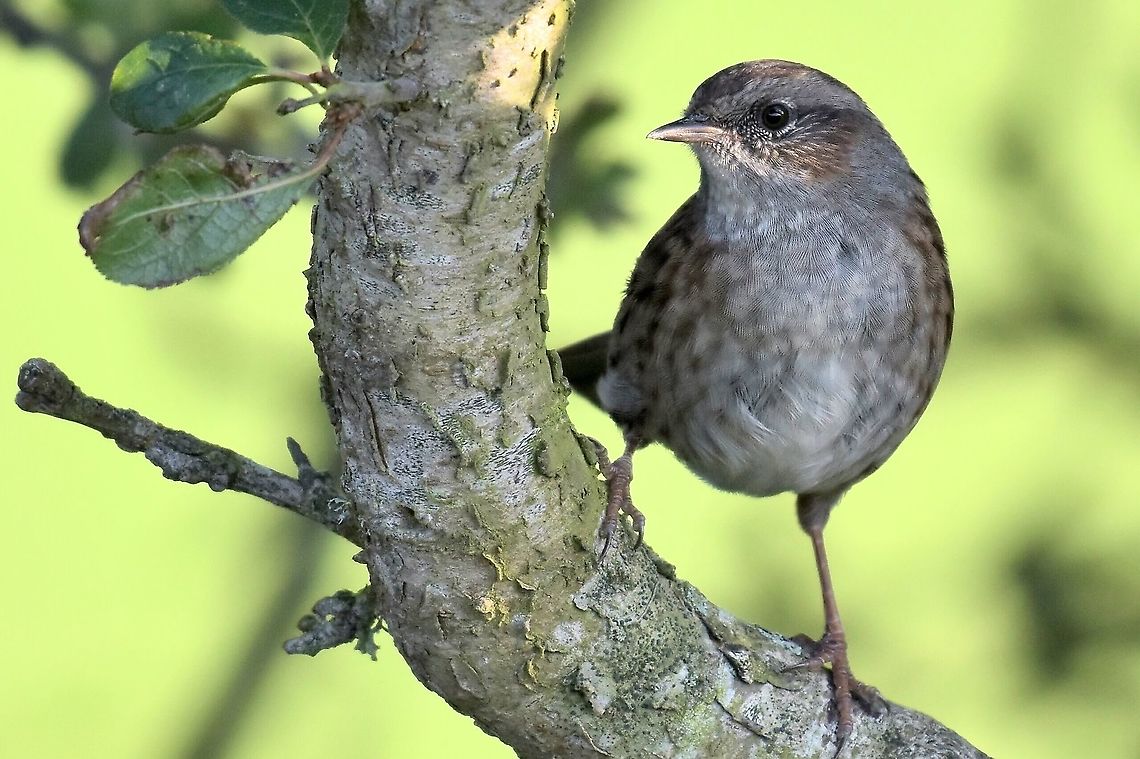 Dunnock  Dunnock,Geotagged,Prunella modularis,United Kingdom