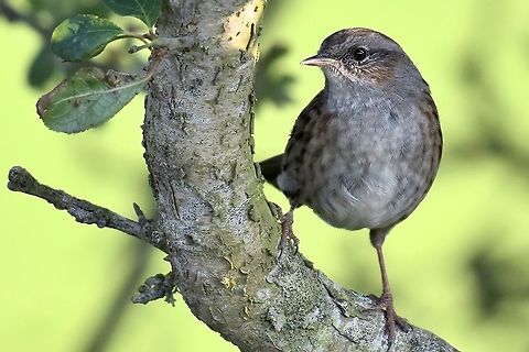 Dunnock  Dunnock,Geotagged,Prunella modularis,United Kingdom