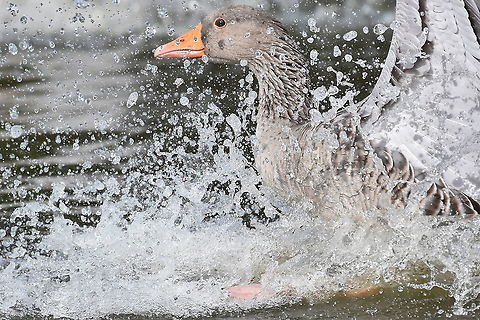 Splashdown. Heavy landing by a Greylag goose. Anser anser,Geotagged,Greylag goose,United Kingdom