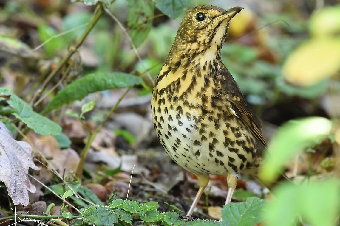 Song Thrush. Searching the undergrowth for food. Geotagged,Song Thrush,Turdus philomelos,United Kingdom
