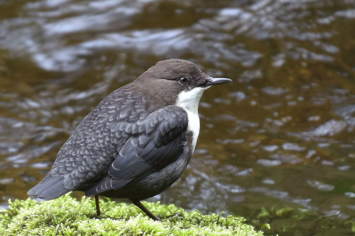 Dipper Looks like this Dipper has found a good feeding ground. Cinclus cinclus,Geotagged,United Kingdom,White-throated dipper