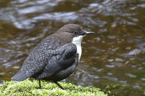 Dipper Looks like this Dipper has found a good feeding ground. Cinclus cinclus,Geotagged,United Kingdom,White-throated dipper