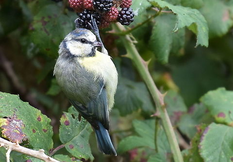 Blue Tit When opportunities arise,grab them with both hands. Cyanistes caeruleus,Eurasion blue tit,Geotagged,United Kingdom