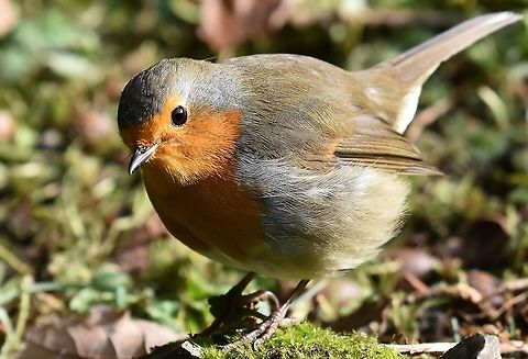 Robin Robin close up. Erithacus rubecula,European robin,Geotagged,United Kingdom