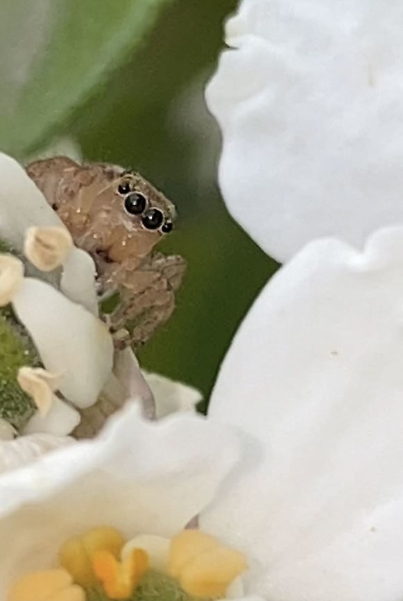 Maratus scutulatus sling.  Fall,Geotagged