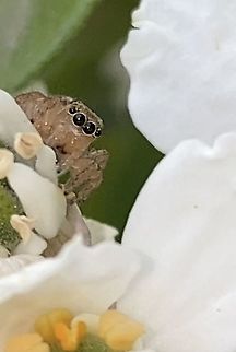 Maratus scutulatus sling.  Fall,Geotagged
