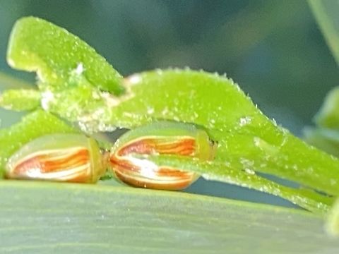 Peltoschema suturalis Leaf beetle found in port Philip bayside, Victoria .  Australia,Geotagged,White Acacia Leaf Beetle,acacia leaf beetle