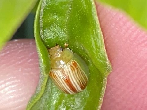 White acacia beetle  Geotagged