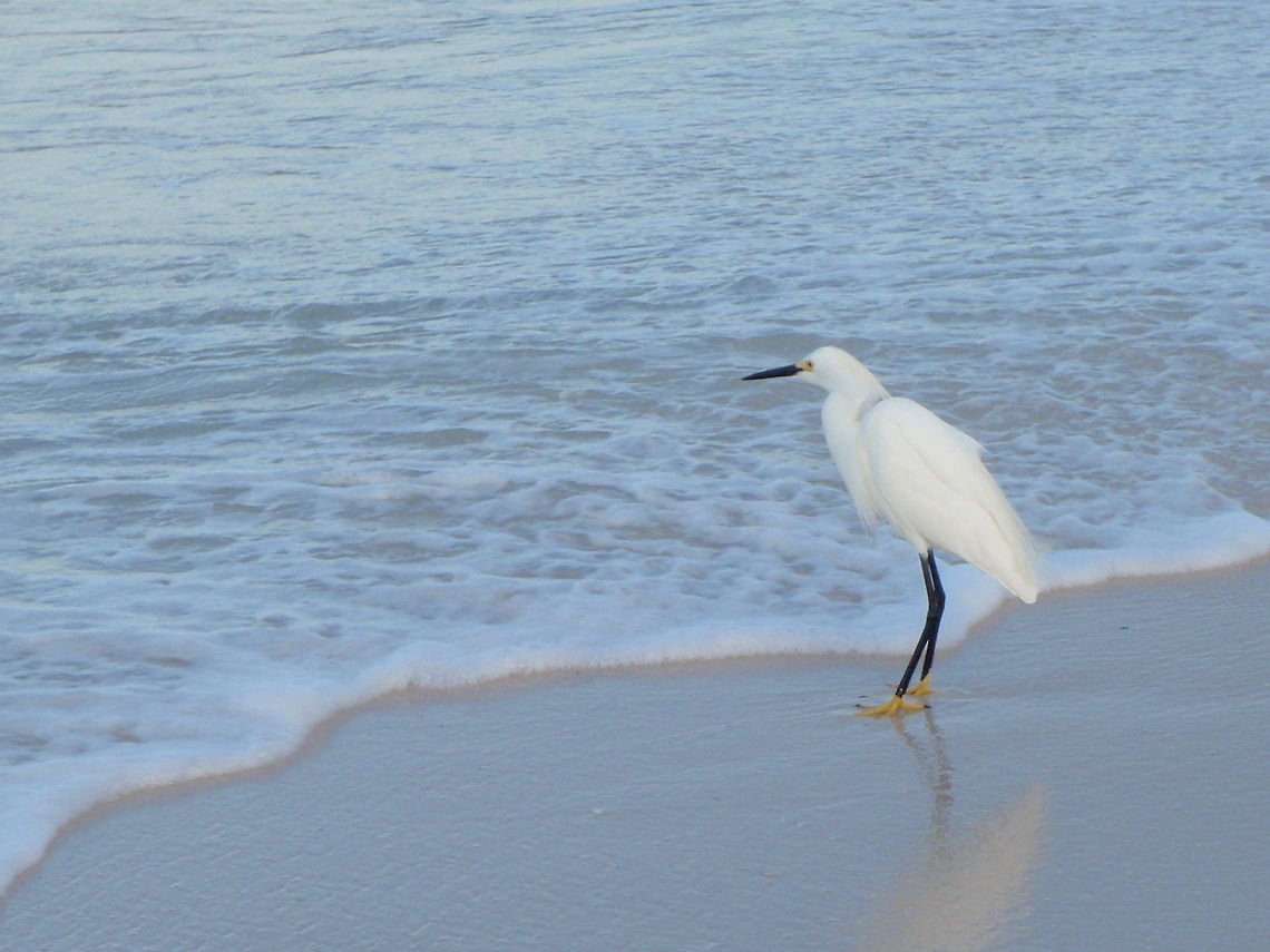 Snowy Egret at beach Panama City, Florida Egretta thula,Geotagged,Snowy Egret,United States