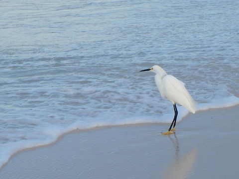 Snowy Egret at beach Panama City, Florida Egretta thula,Geotagged,Snowy Egret,United States