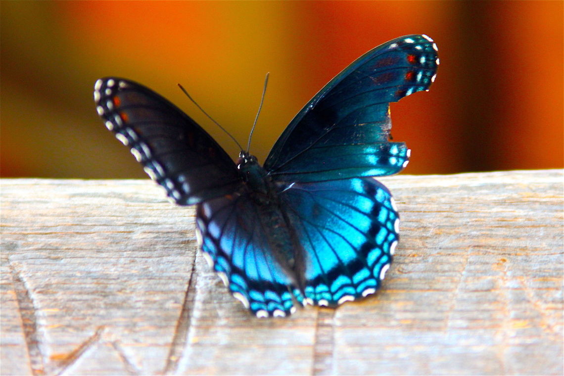 White Admiral Taken at Cades Cove National Park in Tennessee. Even with a torn wing, this butterfly is beautiful! Geotagged,Limenitis arthemis,United States,White Admiral or Red-spotted Purple